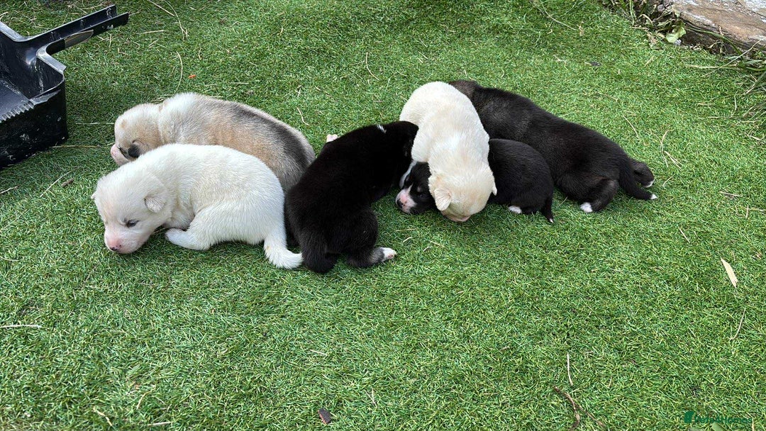 Siberian Husky dogs for sale: Husky  - Image 6