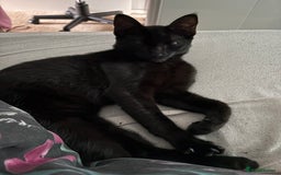 Domestic Shorthair cats for sale: Two lovely kittens for sale - Image 3