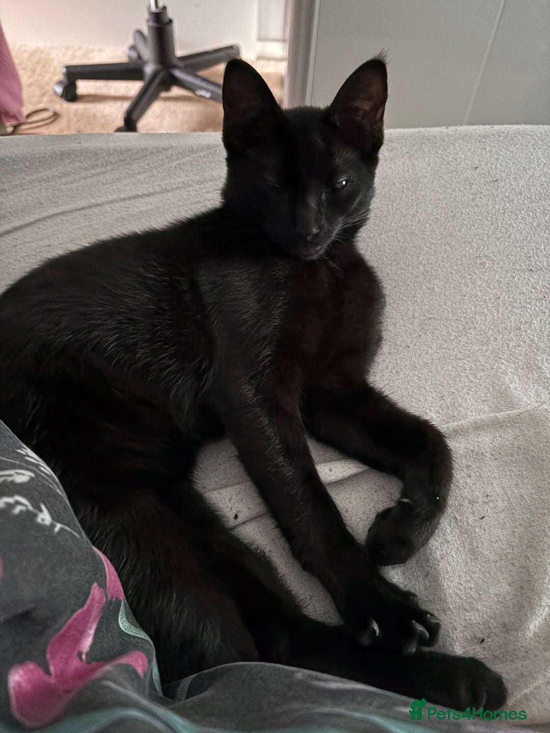 Domestic Shorthair cats for sale: Two lovely kittens for sale - Image 3