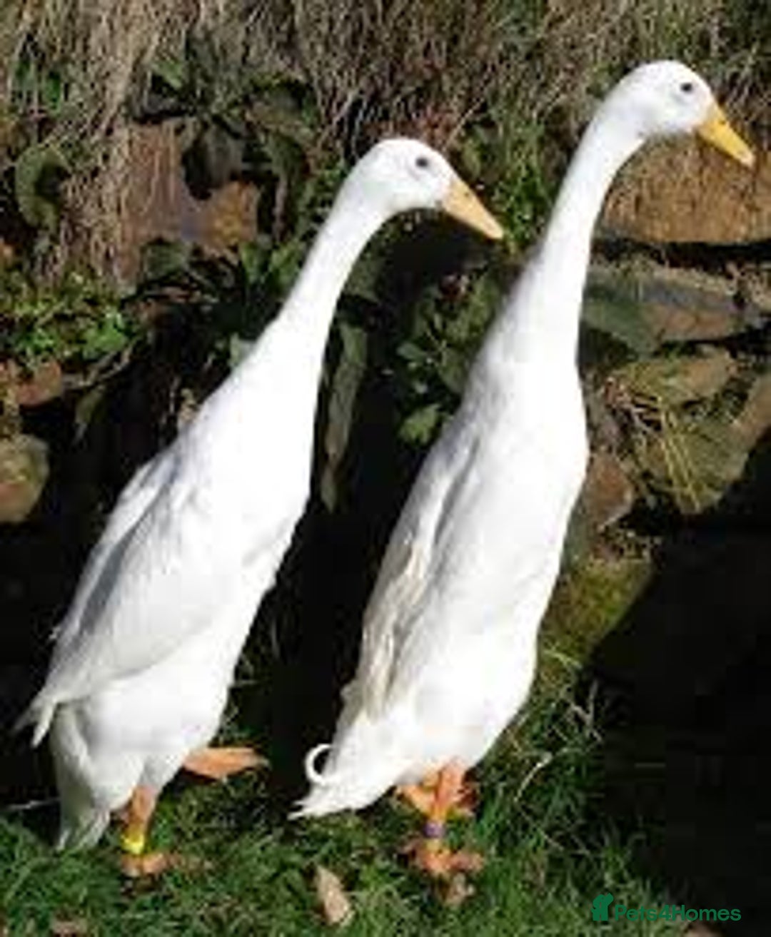 Ducks poultry for sale: Pure white Indian running ducks - Image 1