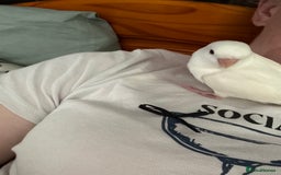 Lovebirds birds for sale: Hand reared pure white lovebird  - Image 2