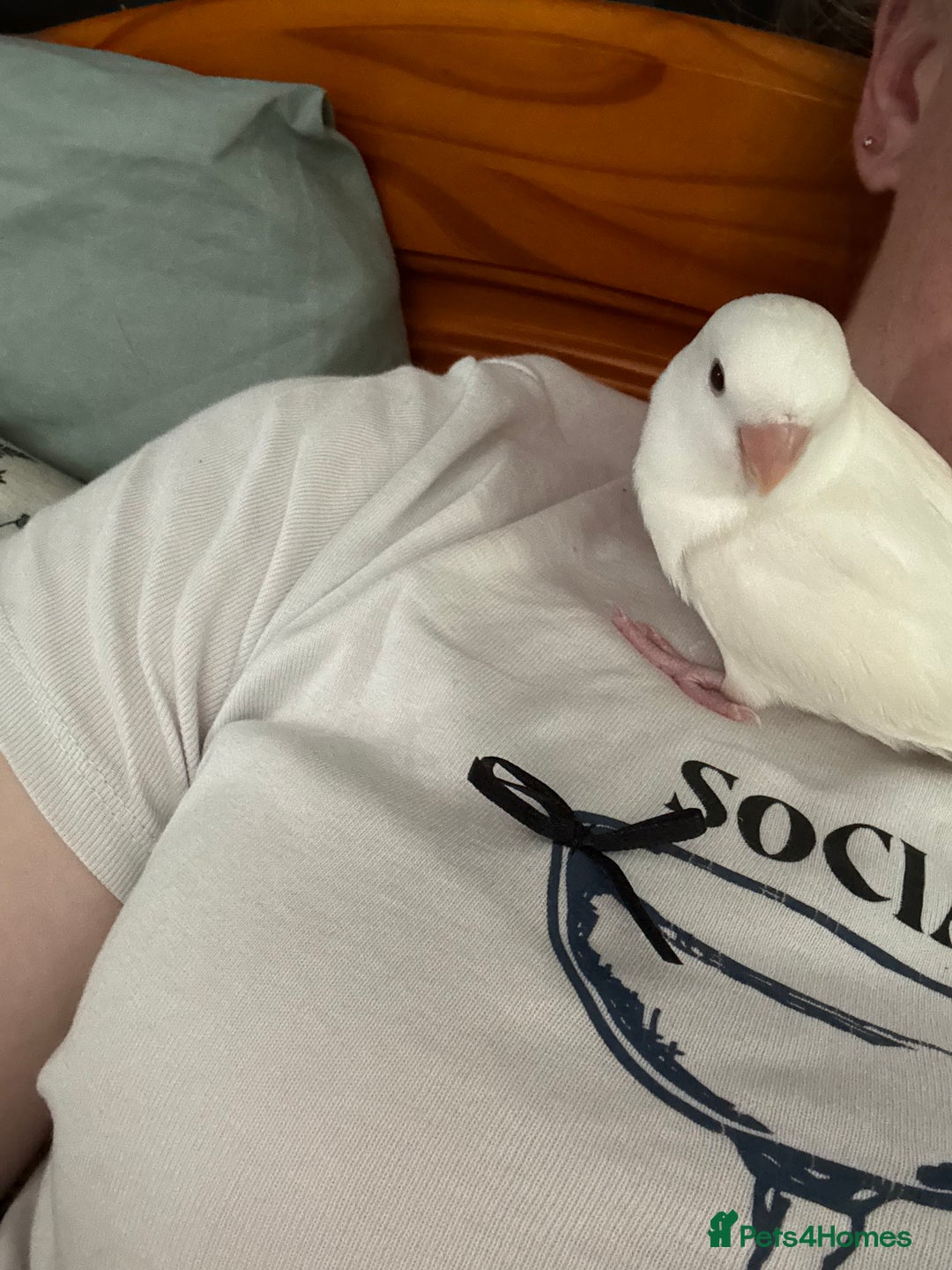 Lovebirds birds for sale: Hand reared pure white lovebird  - Image 2