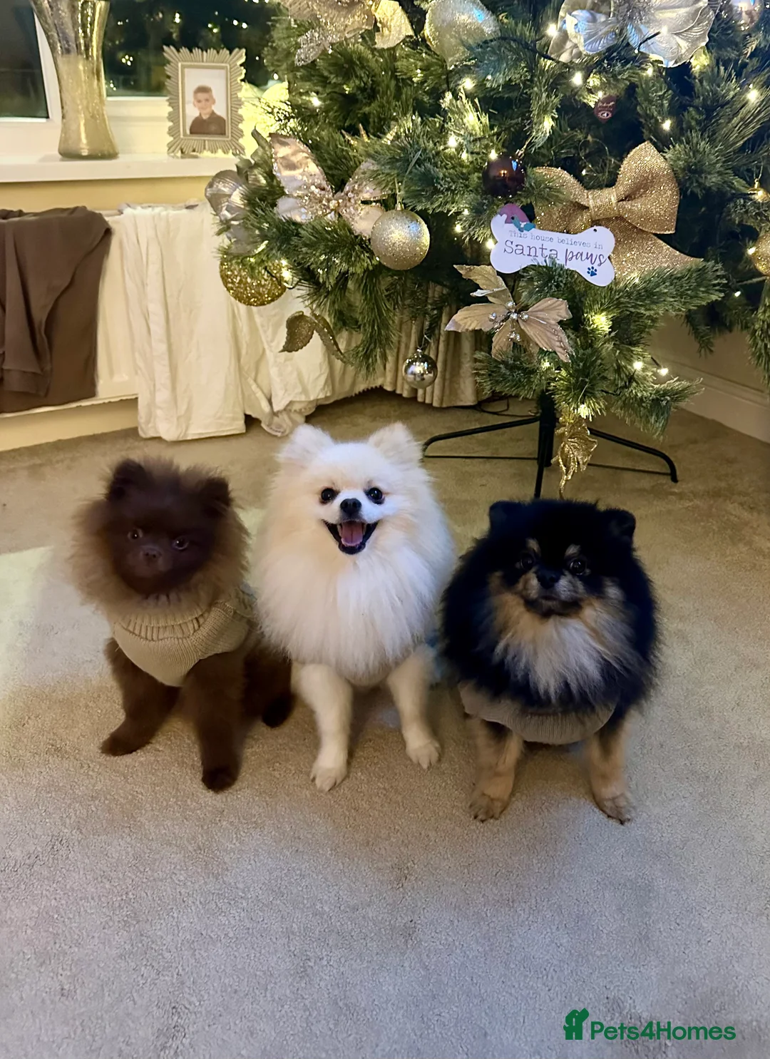 Pomeranian dogs for stud: ✨ Premium Pomeranian Stud Available – Elvis ✨ - Advert 10