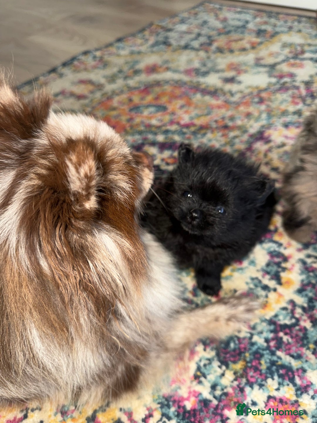 Pomeranian dogs for sale: ✨ PERFECT ✨ POMERANIANS with free delivery 🚚 ❤️ - Advert 7