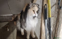 Persian cats for sale: Pure Persian Queen for sale  - Image 3
