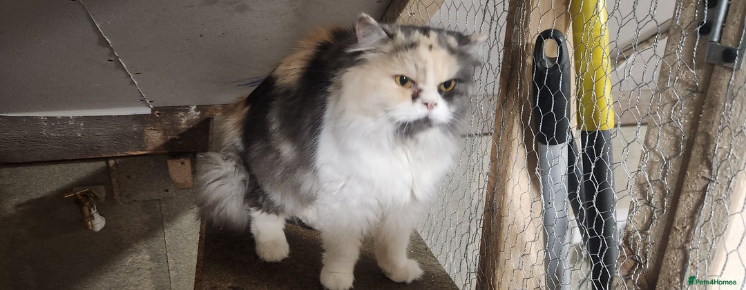 Persian cats for sale: Pure Persian Queen for sale  - Image 3