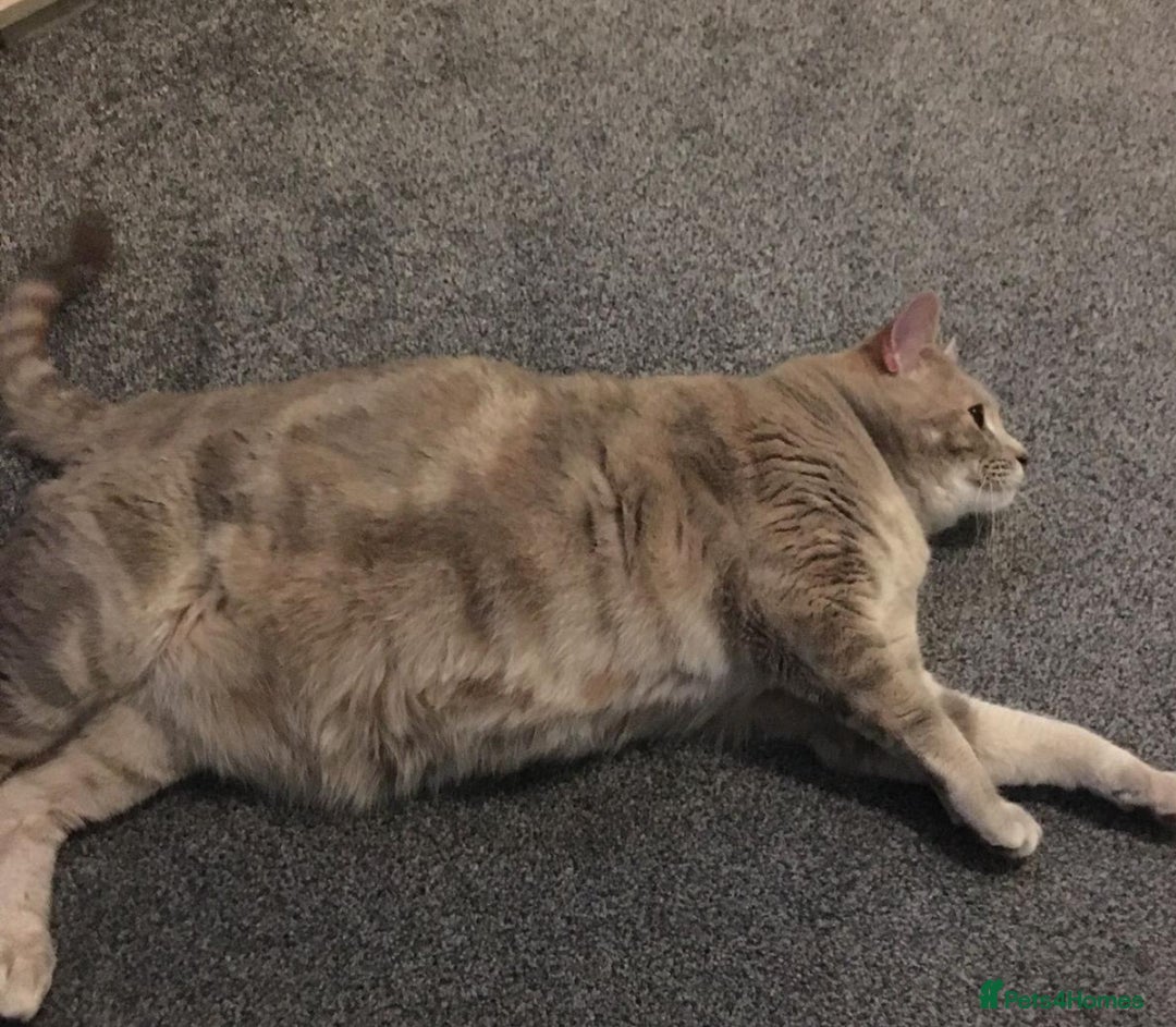 Mixed Breed cats for sale: Lovely female cat  - Image 3