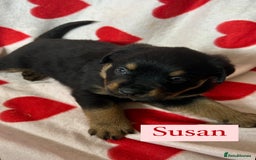 Rottweiler dogs for sale: 2 girls remaining  - Image 8