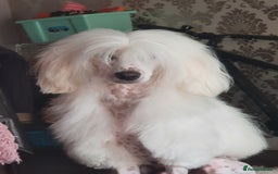 Chinese Crested dogs for stud: Mr stanley STUD ONLY KC REGISTERED  in Swindon - Image 14