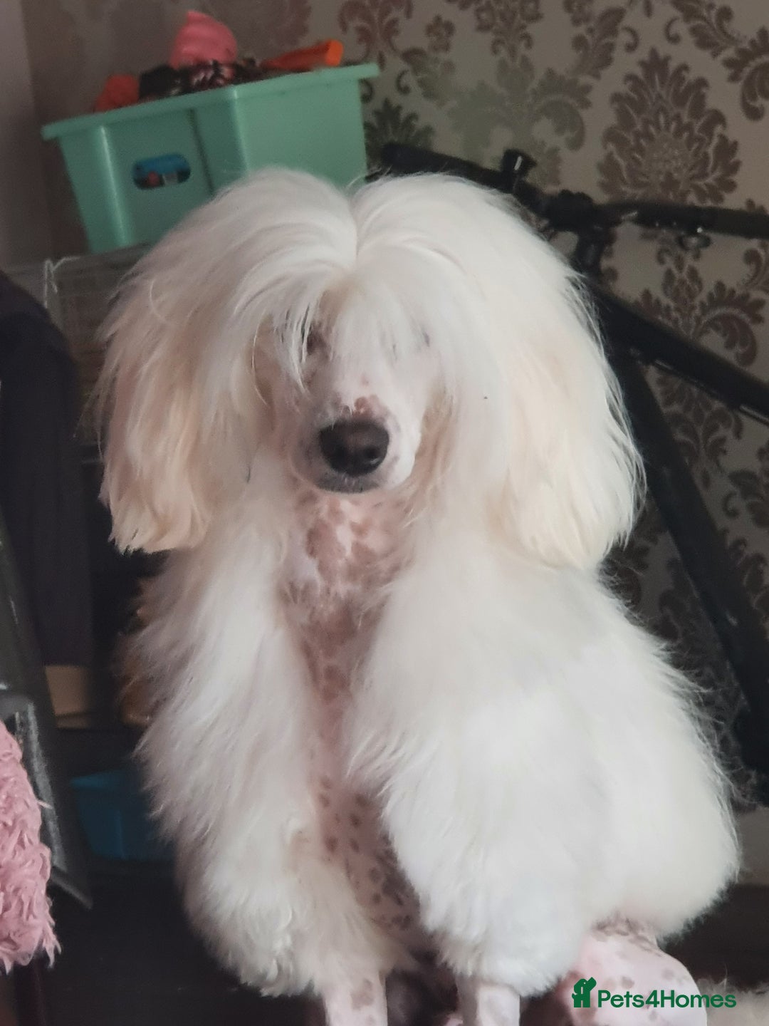 Chinese Crested dogs for stud: Mr stanley STUD ONLY KC REGISTERED  in Swindon - Image 14