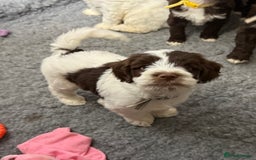 Mixed Breed dogs for sale: Mega Coated Schnockerpoo puppies - Image 22