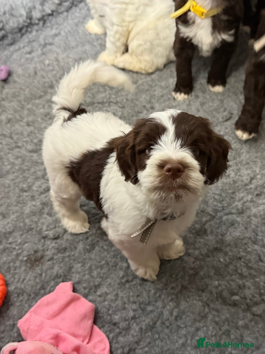 Mixed Breed dogs for sale: Mega Coated Schnockerpoo puppies - Image 22