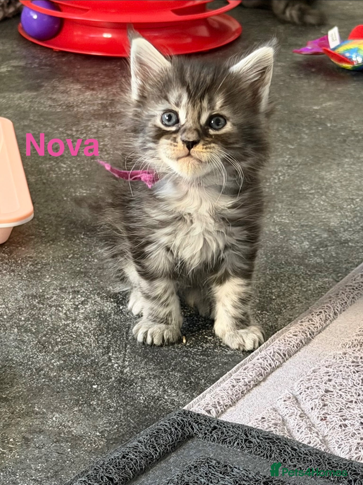 Maine Coon cats TICA Registered Maine Coon Kittens  - Advert 18