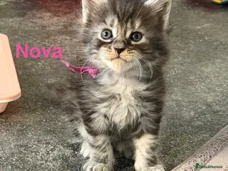 Maine Coon cats TICA Registered Maine Coon Kittens - Advert 18