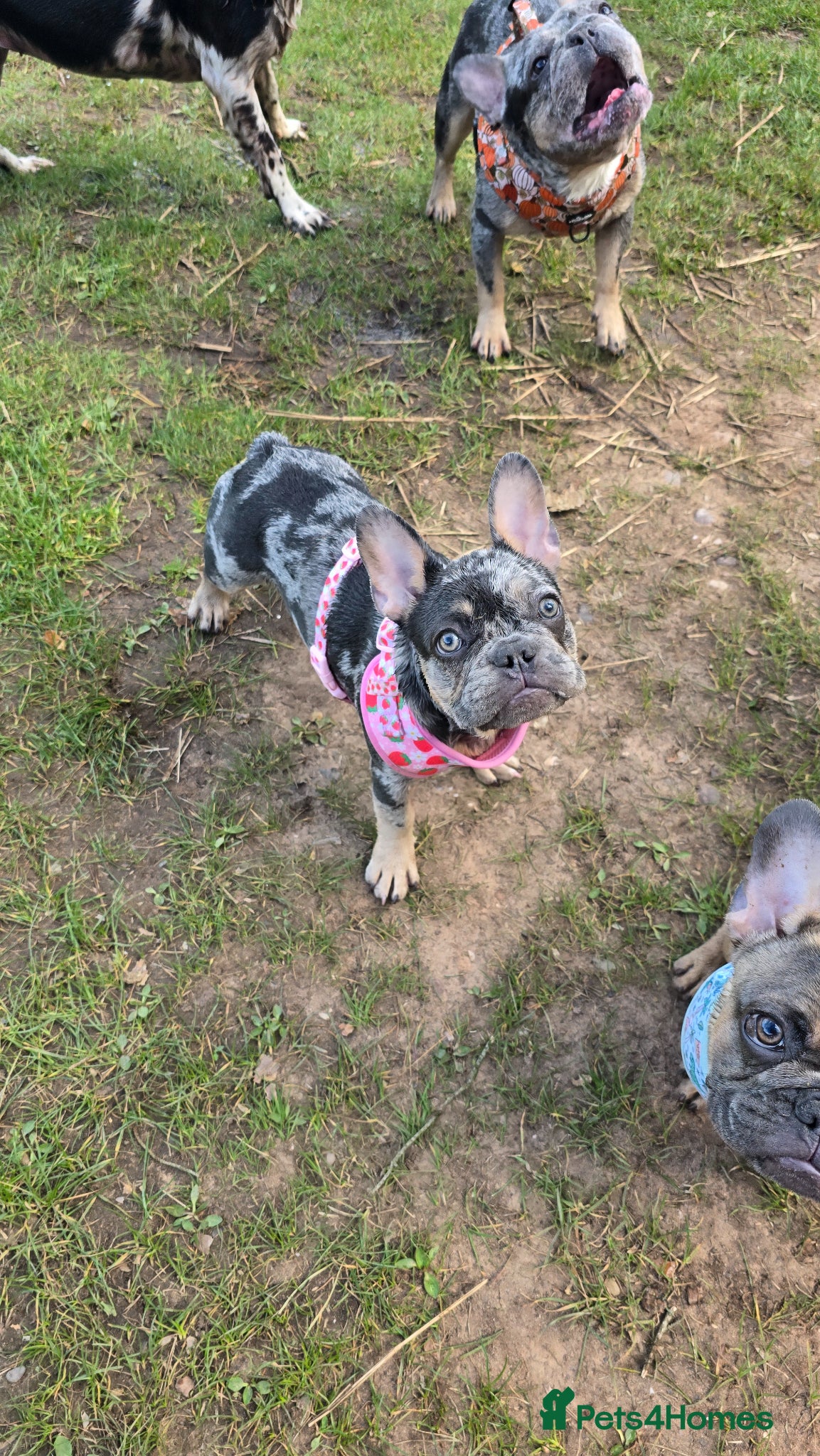 French Bulldog dogs for sale: 7 month old french bulldog girls 🩷 - Advert 13