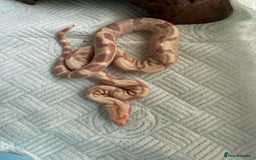 Boa Snake reptiles for sale: Sunglow Boas  - Image 4