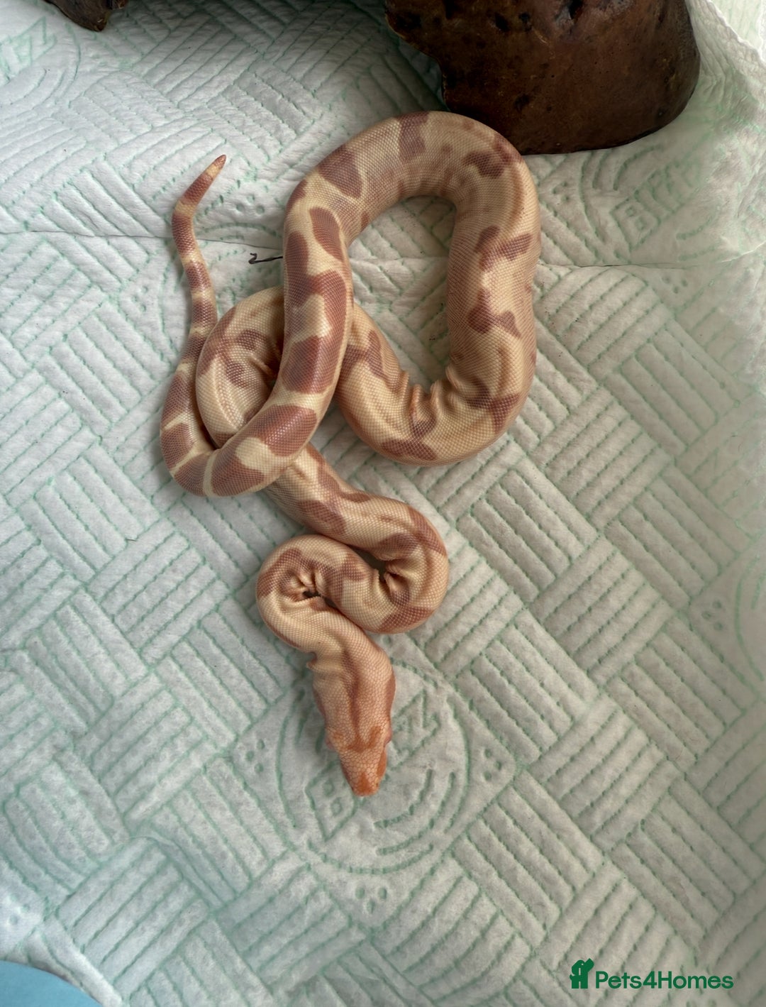 Boa Snake reptiles for sale: Sunglow Boas  - Image 4