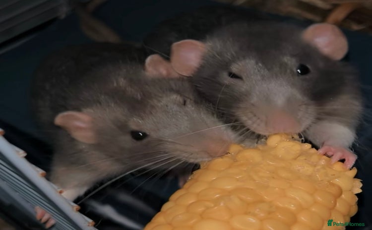 Rat rodents - Advert 1