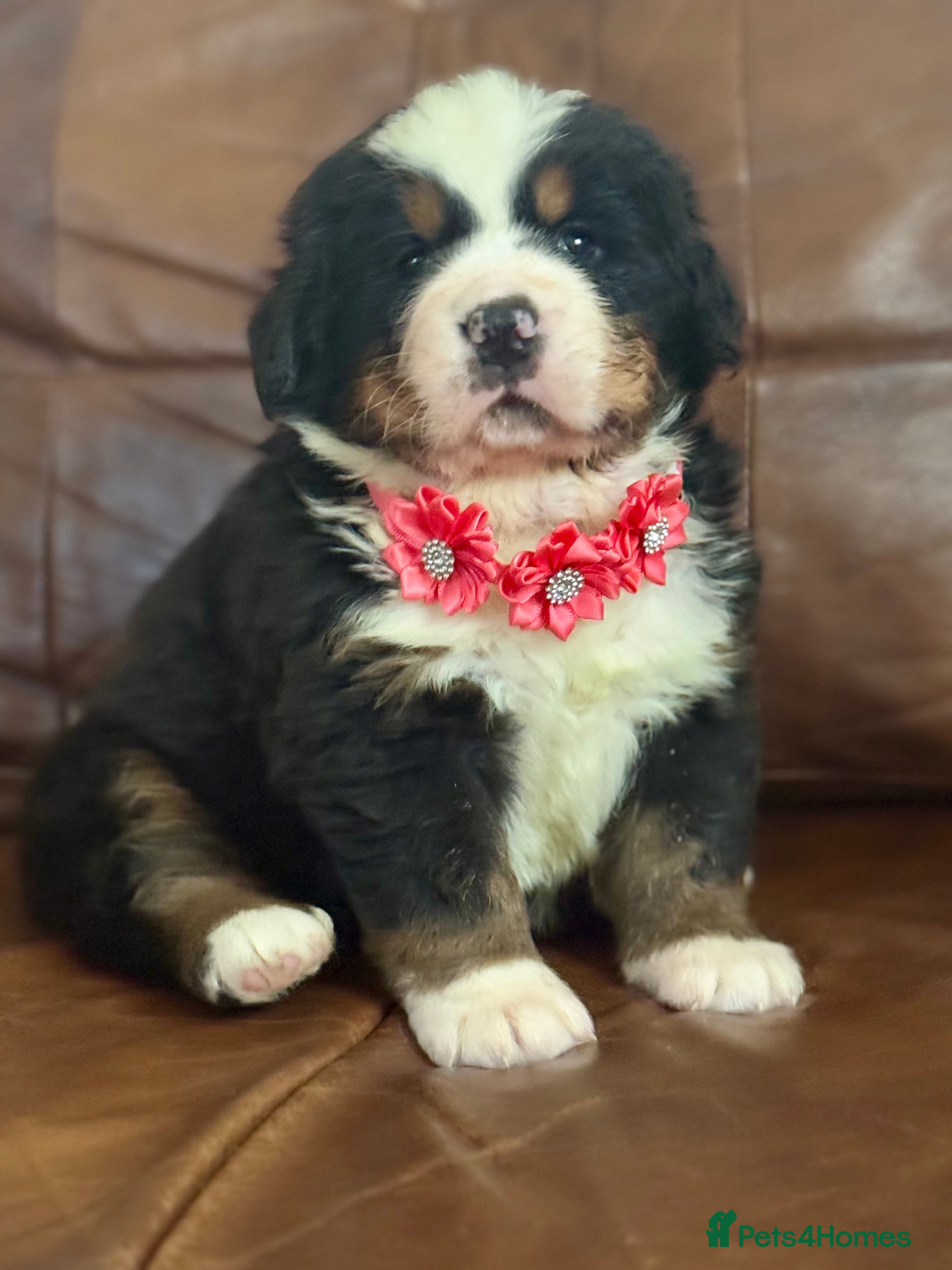Bernese Mountain Dog dogs Beautiful KC Litter  - Advert 11