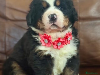 Bernese Mountain Dog dogs Beautiful KC Litter - Advert 2