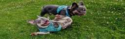 French Bulldog dogs for sale: 2 French bulldogs in Wishaw - Advert 3