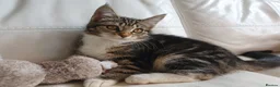 Maine Coon cats for sale: 2 Maine Coon Cross kittens for sale - Advert 12
