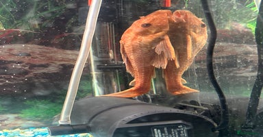 Cichlids fish - Advert 8