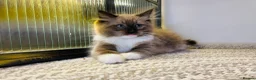 Ragdoll cats for sale: Quality Ragdoll Kittens 🩷 Ready Now  - Advert 1