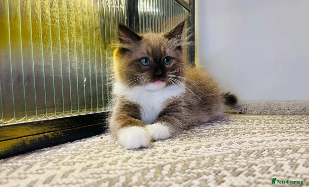 Ragdoll cats for sale: Quality Ragdoll Kittens 🩷 Ready Now  - Advert 1