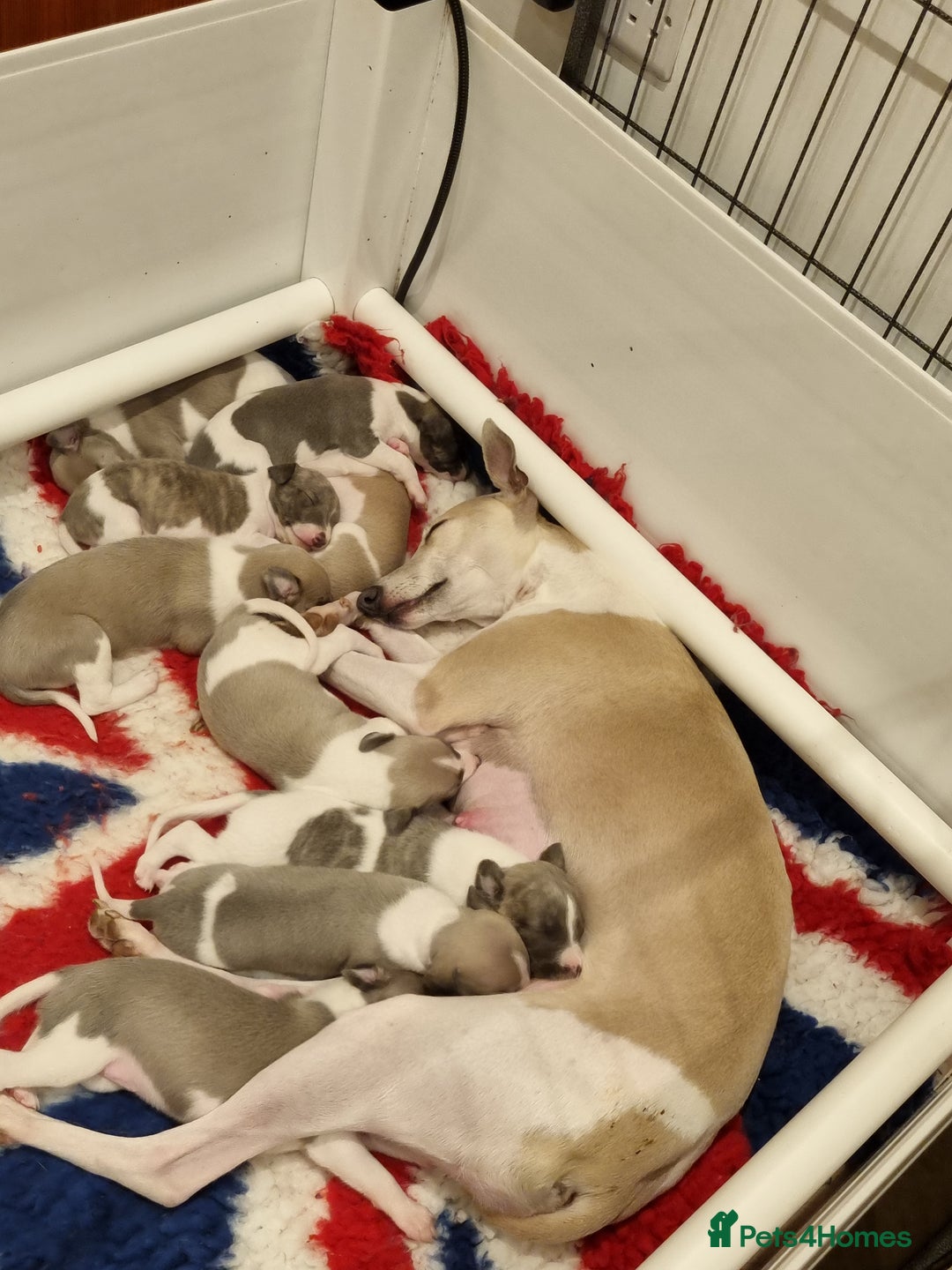 Whippet dogs for sale: Stunning Whippet Puppies - Image 4