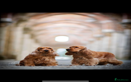 Cocker Spaniel dogs for sale: Top Quality Show Cocker - Top European Show Lines  - Image 8