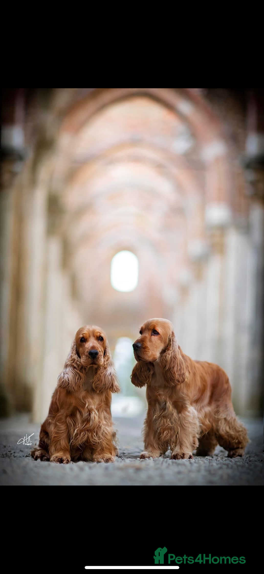 Cocker Spaniel dogs for sale: Top Quality Show Cocker - Top European Show Lines  - Image 8
