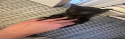 Mixed Breed cats for sale: Joker and Batman - Advert 7