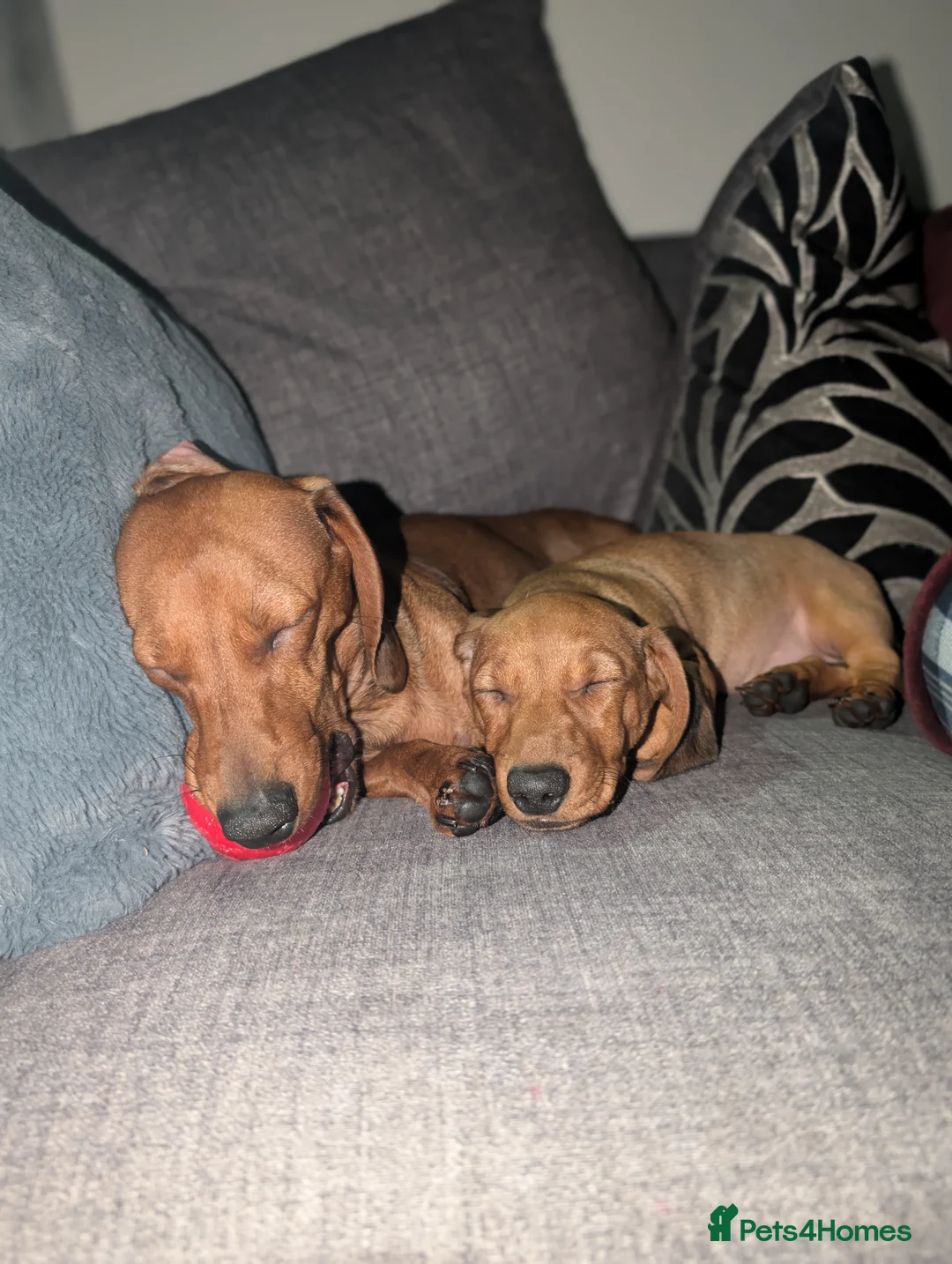 Mixed Breed dogs for sale: One Female 3/4 Dachshund 1/4 pug puppy - Advert 29