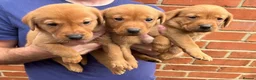 Labrador Retriever dogs for sale: Health Tested Working Labrador Pups - Advert 10