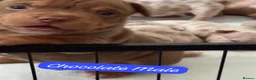 American Bully dogs for sale: Lucci vs Gr CH McLovin pups  - Advert 17