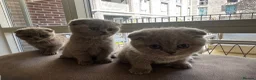 Scottish Fold cats for sale:  lilac scottish fold/british short hair kittens in Harrow - Advert 8