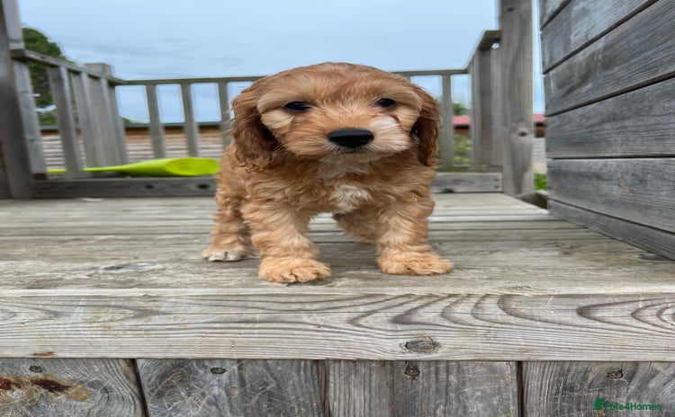 Cockapoo dogs - Advert 1