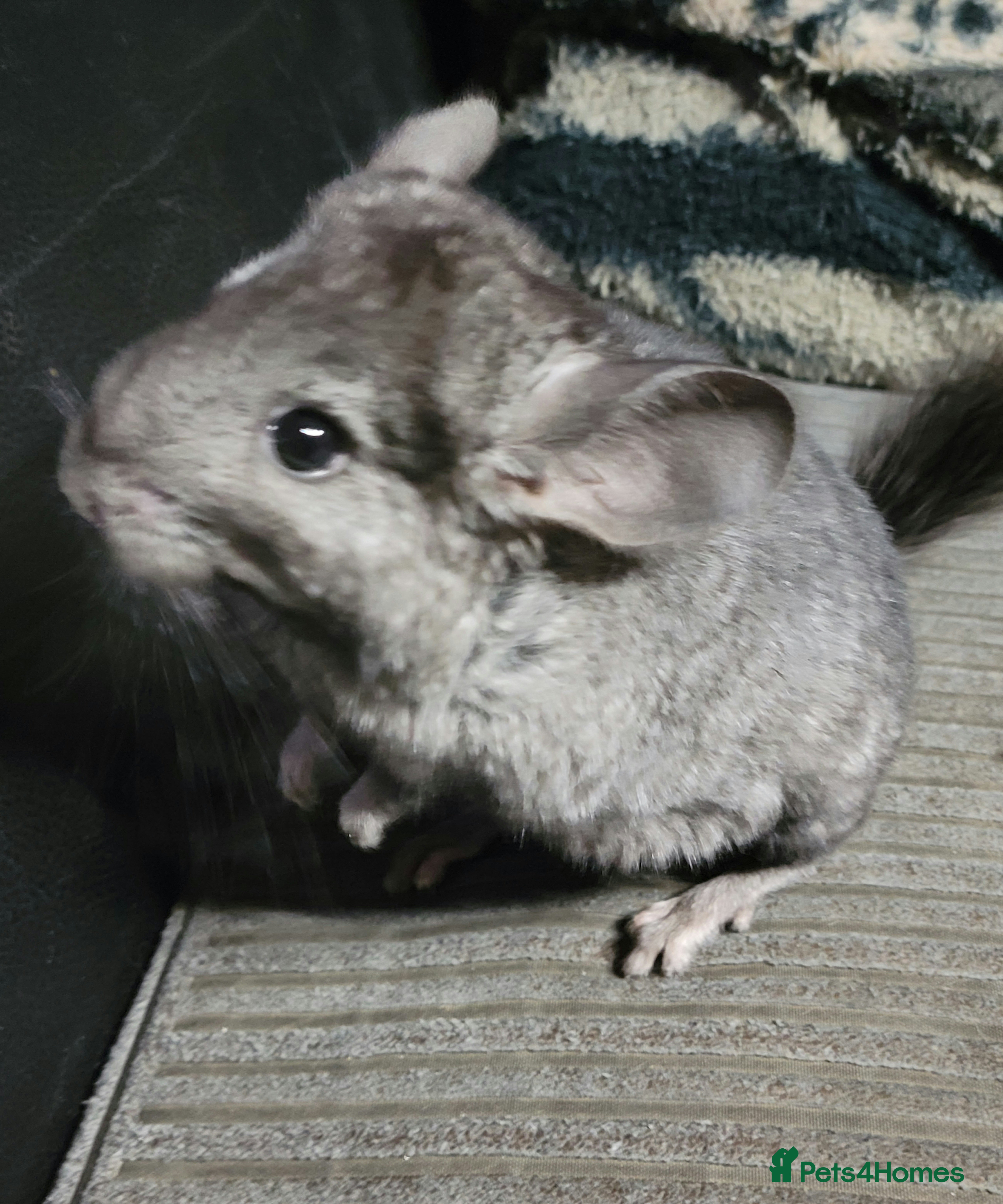 Chinchilla rodents Baby chinchillas ready for their new homes - Advert 4