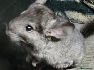 Chinchilla rodents Baby chinchillas ready for their new homes - Advert 7