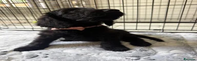 Cockapoo 6