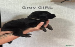 German Shepherd dogs for sale: German shepherd puppies  - Image 4