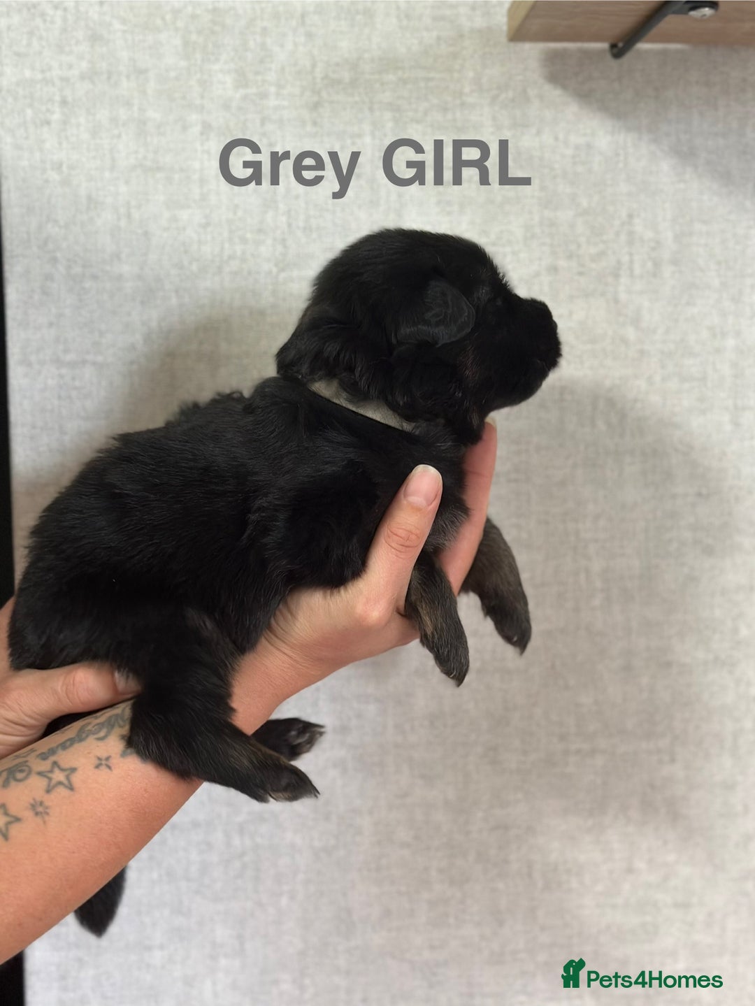 German Shepherd dogs for sale: German shepherd puppies  - Image 4