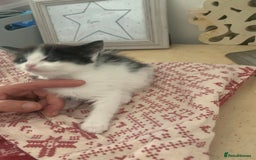 Ragdoll cats for sale: Ragdoll X - Image 9
