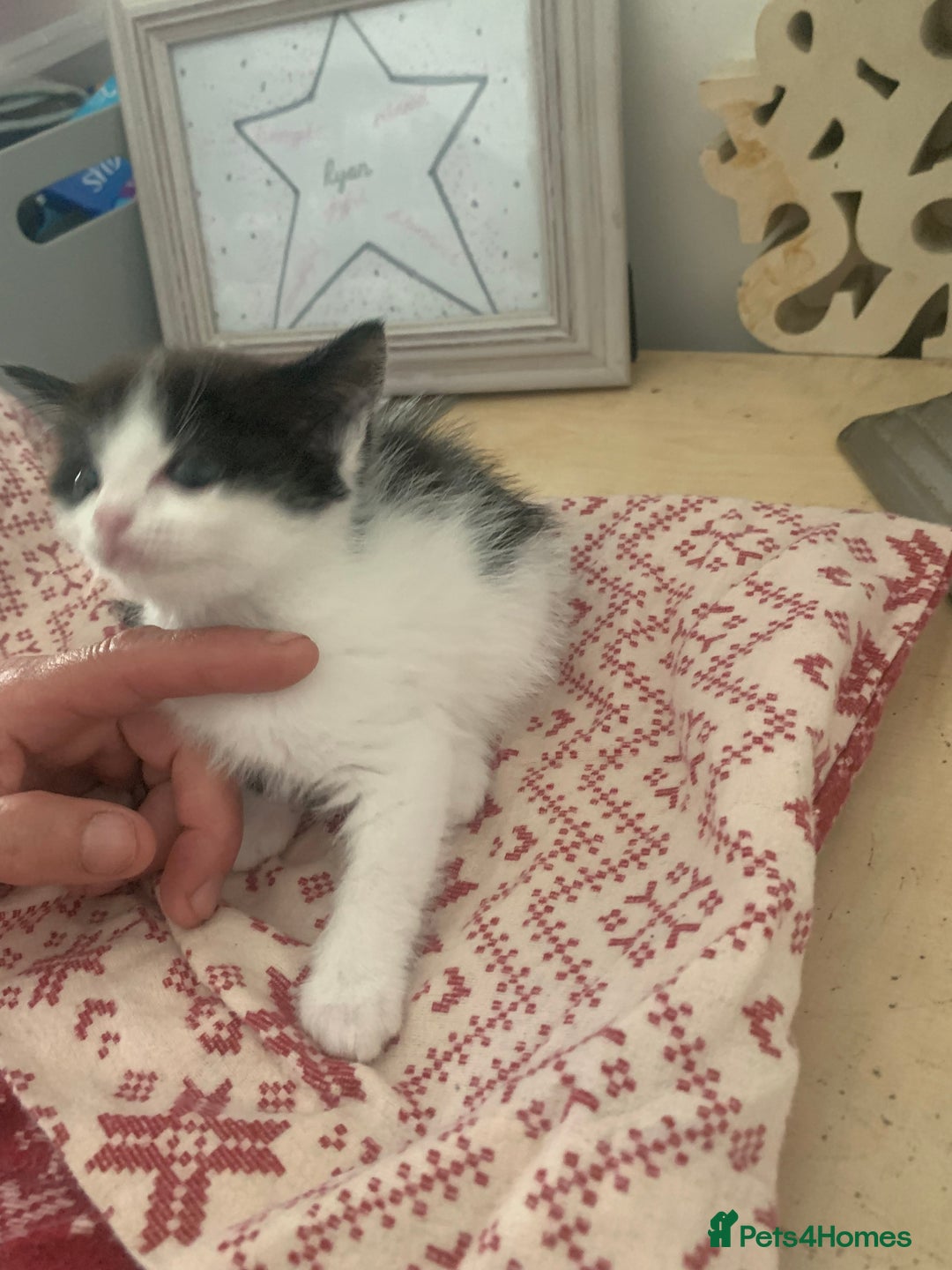Ragdoll cats for sale: Ragdoll X - Image 9