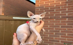 Sphynx cats for sale: Hairless kittens sphinx - Image 9