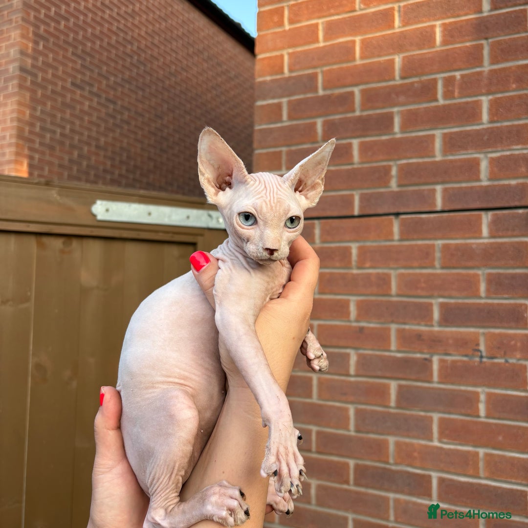 Sphynx cats for sale: Hairless kittens sphinx - Image 9