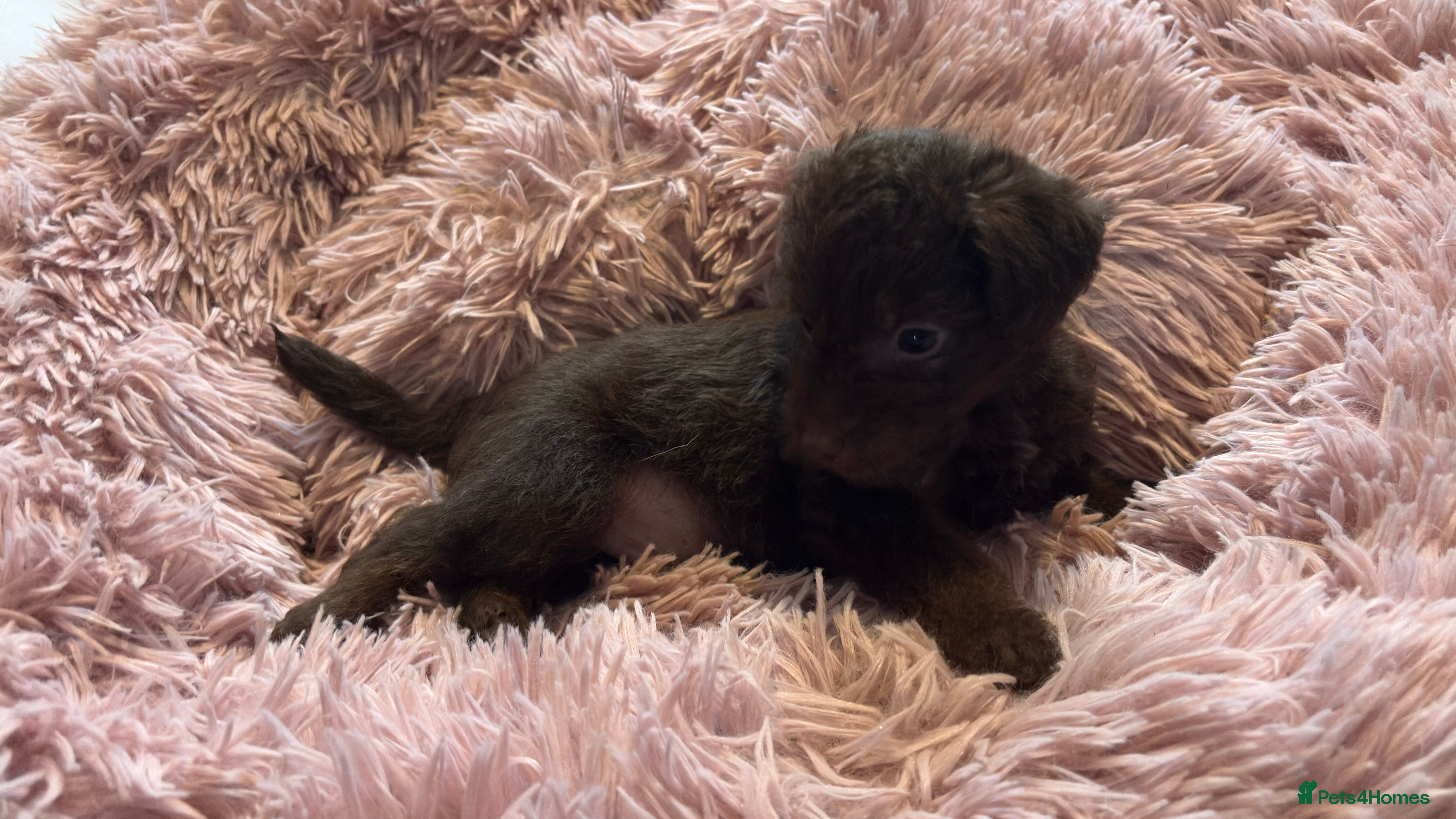 Mixed Breed dogs Patterpoos - Advert 11