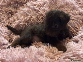 Mixed Breed dogs Patterpoos - Advert 11