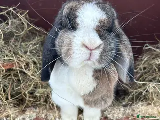 Mini Lop rabbits Rehomeing mini lop- - Advert 1